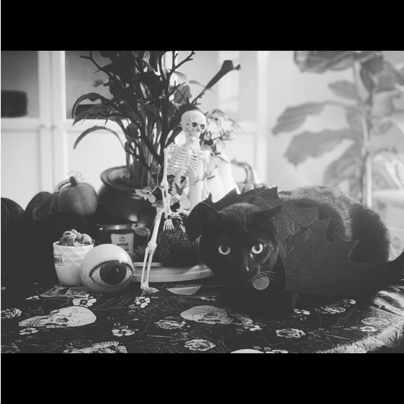 Cat Dog Bat Wings Puppy Kitten Kitty Halloween Vampire Costume ~Host Pick~x2 - Picture 11 of 16